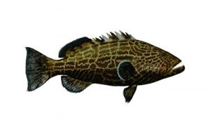 grouper small