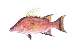 hogfish small
