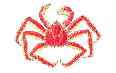 king crab small
