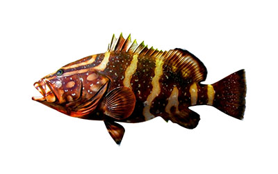 nassau grouper small