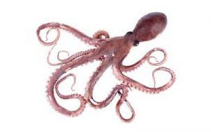 octopus small