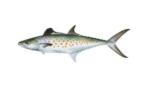 spanish mackerel small