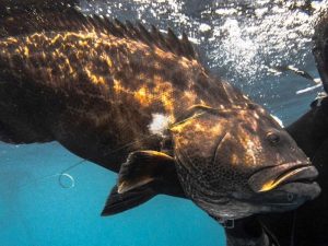 full day private spearfishing trip